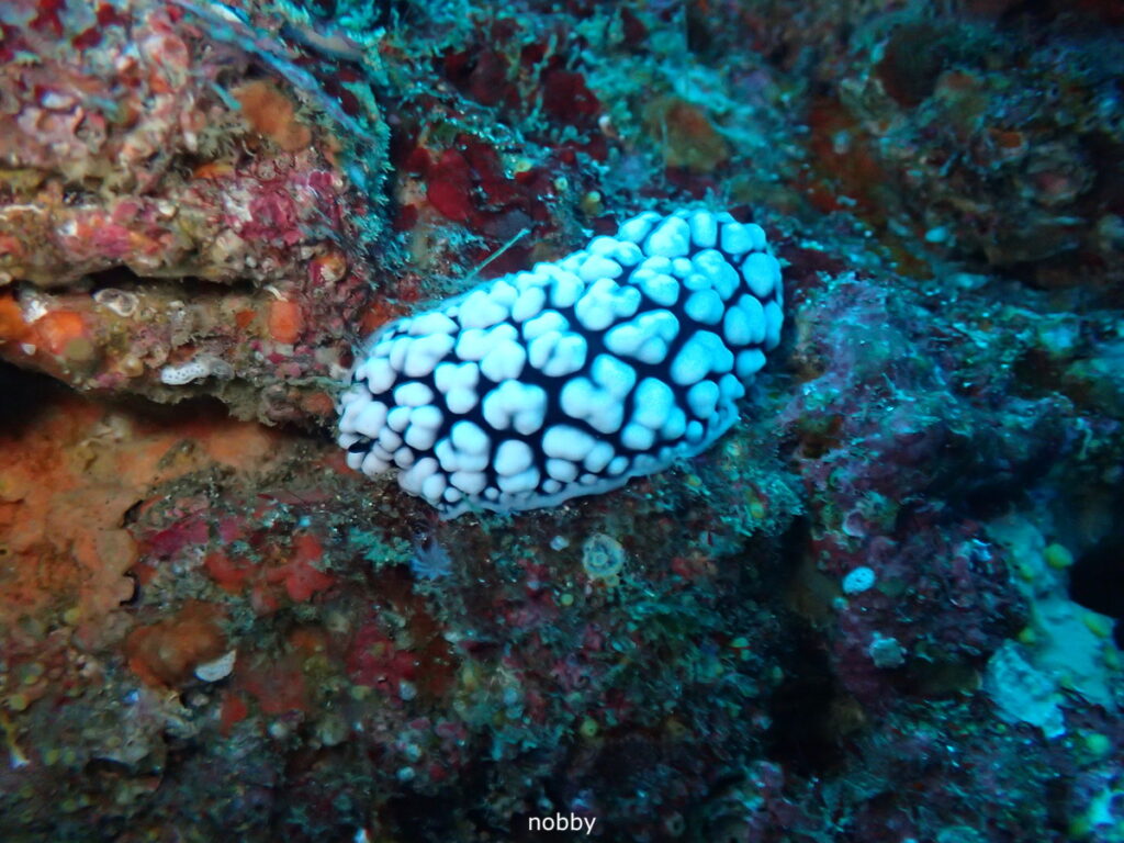 コイボウミウシ｜西川名（房総）でダイビング｜ダイビングプロショップ パル｜2025/12/27