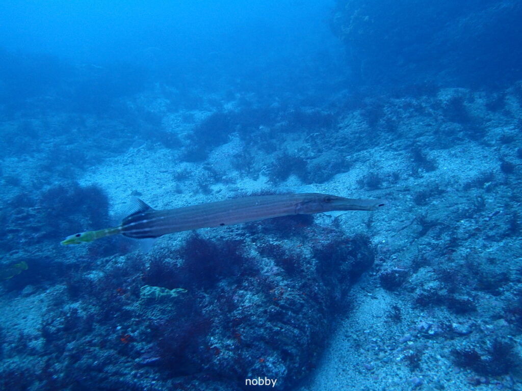 ヘラヤガラ｜西川名（房総）でダイビング｜ダイビングプロショップ パル｜2025/12/27