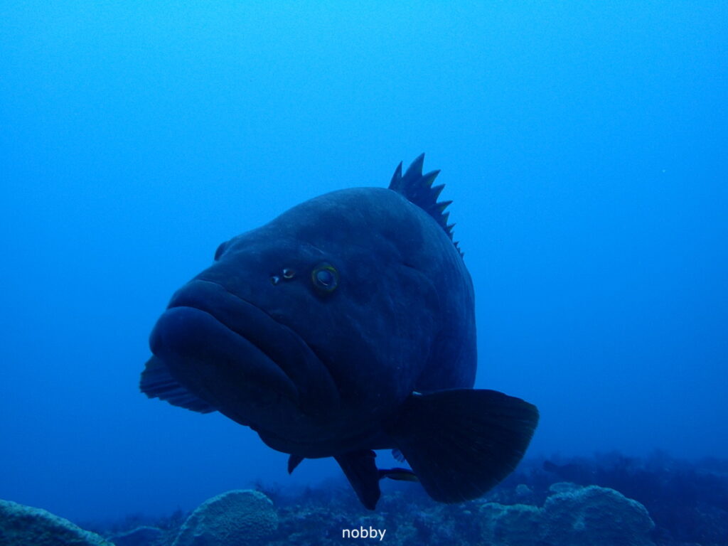 モロコ｜西川名（房総）でダイビング｜ダイビングプロショップ パル｜2025/12/27