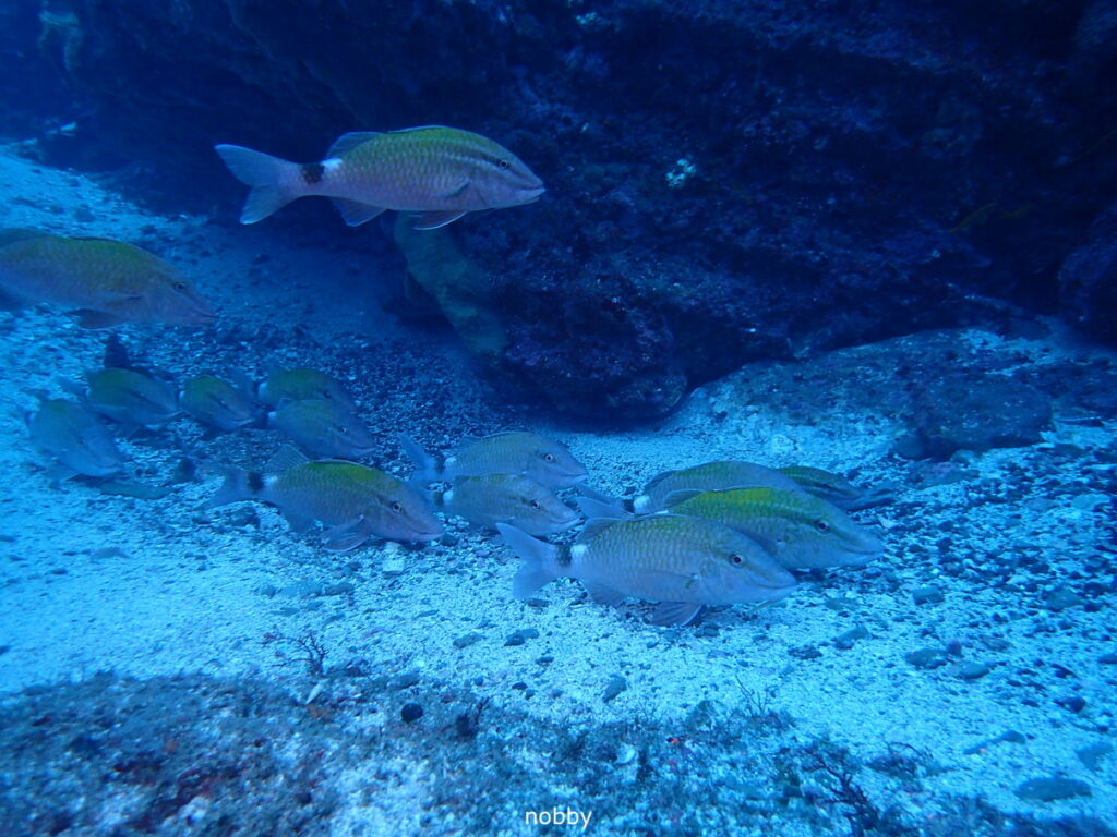 ホウライヒメジ｜西川名（房総）でダイビング｜ダイビングプロショップ パル｜2025/12/27