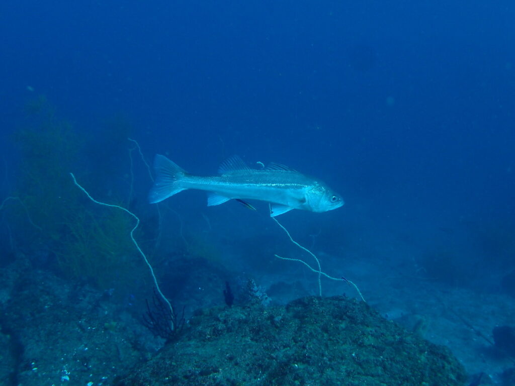 スズキ｜かっちゃま（房総）｜ノースエンド｜ダイビングプロショップ パル｜2026/01/25