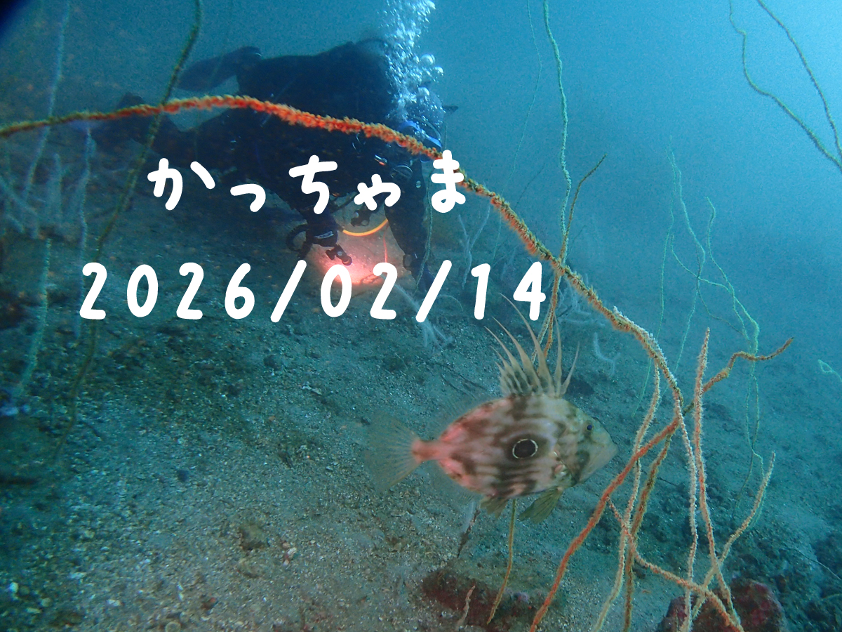 かっちゃま（房総）｜2026/02/14🍫
