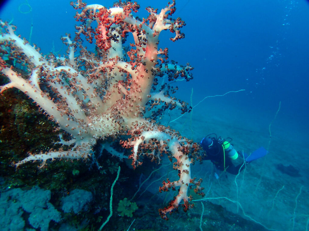 かっちゃま（房総）｜ノースエンド｜ダイビングプロショップ パル｜2026/01/25