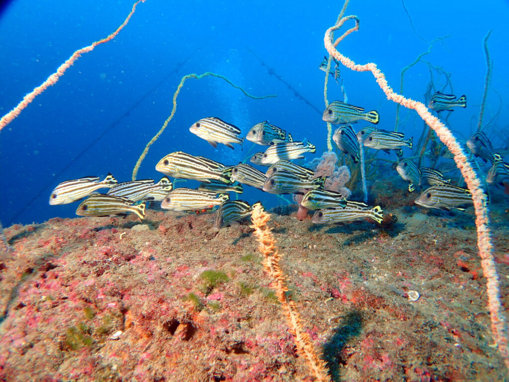 コロダイ（若魚）｜かっちゃま（房総）｜ノースエンド｜ダイビングプロショップ パル｜2026/01/25