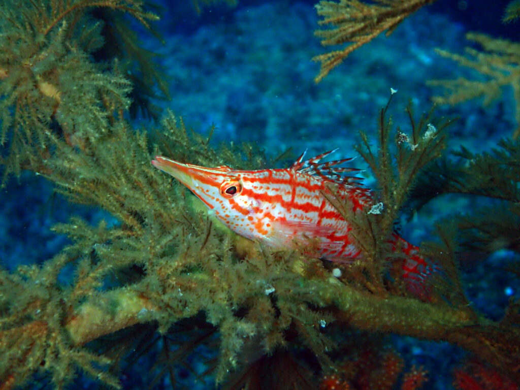 クダゴンベ｜かっちゃま（房総）｜ノースエンド｜ダイビングプロショップ パル｜2026/01/25