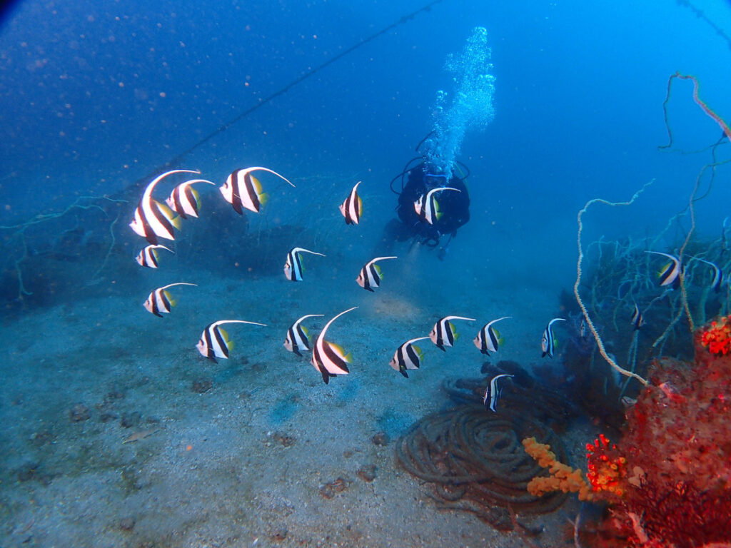 ムレハタタテダイ｜かっちゃま（房総）｜ノースエンド｜ダイビングプロショップ パル｜2026/01/25