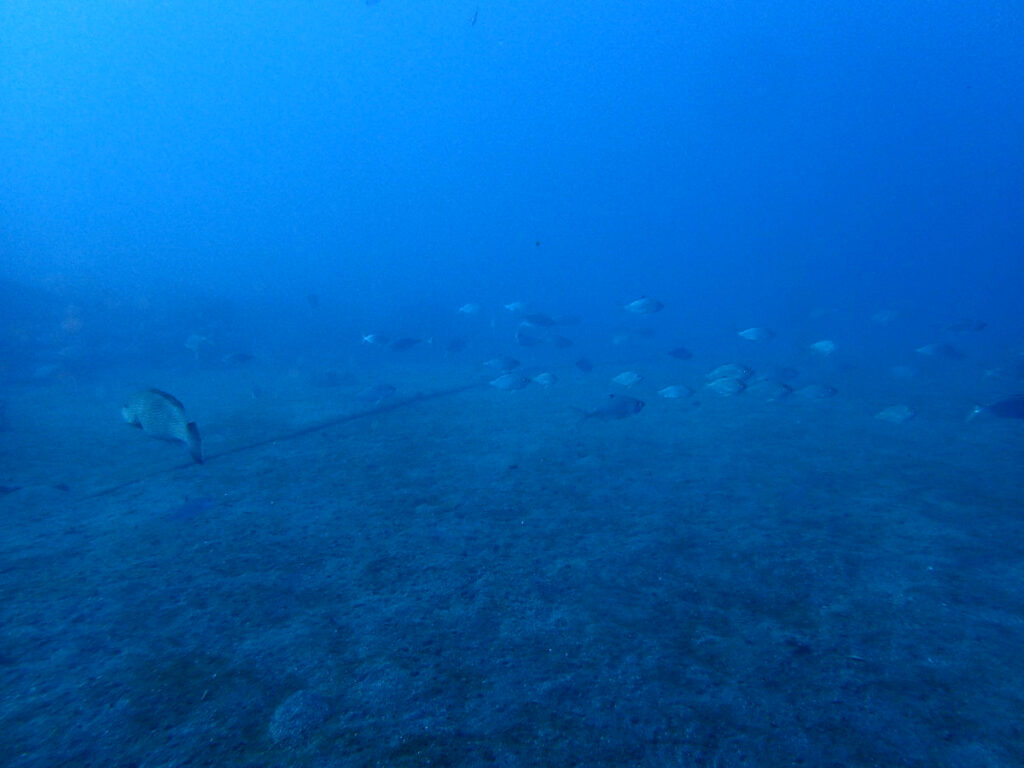 クロサギ｜かっちゃま（房総）｜ノースエンド｜ダイビングプロショップ パル｜2026/01/25