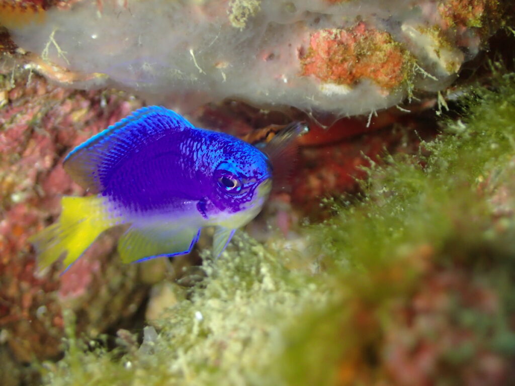 ソラスズメダイ｜かっちゃま（房総）｜ノースエンド｜ダイビングプロショップ パル｜2026/01/25