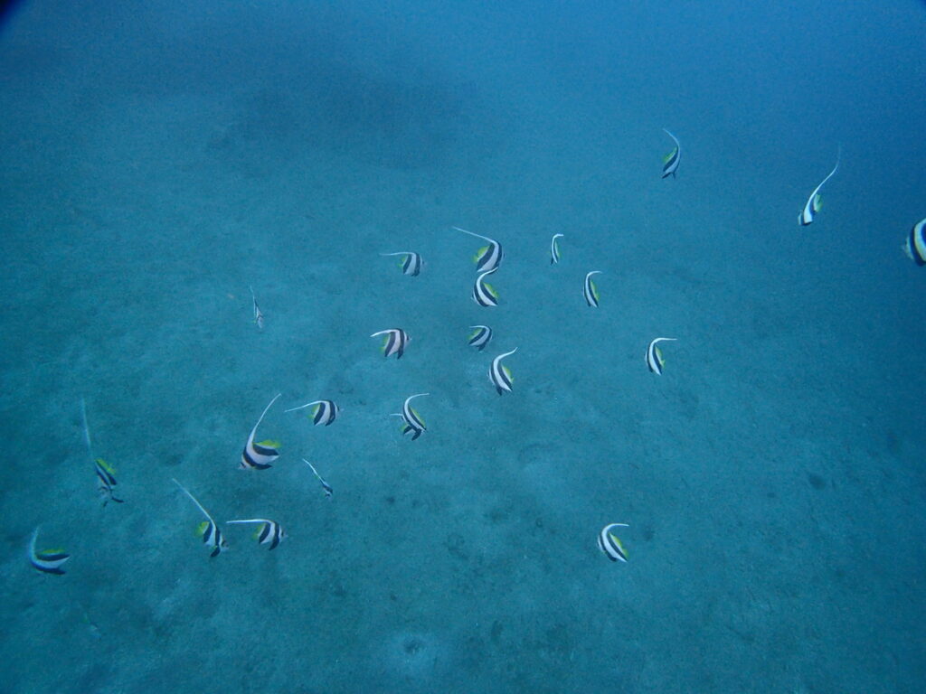 ムレハタタテダイ｜かっちゃま（房総）｜タコ根｜ダイビングプロショップ パル｜2026/02/15