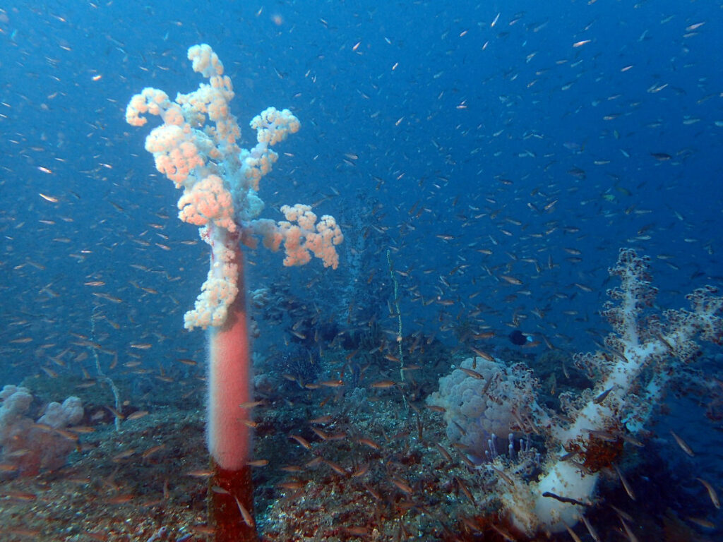 元気なコーラル｜かっちゃま（房総）｜タコ根｜ダイビングプロショップ パル｜2026/01/25