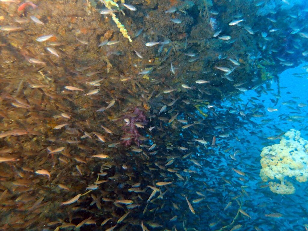 ネンブツダイ｜かっちゃま（房総）｜タコ根｜ダイビングプロショップ パル｜2026/01/25