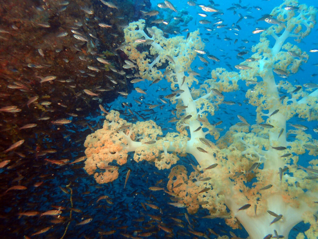 ネンブツダイ｜かっちゃま（房総）｜タコ根｜ダイビングプロショップ パル｜2026/01/25