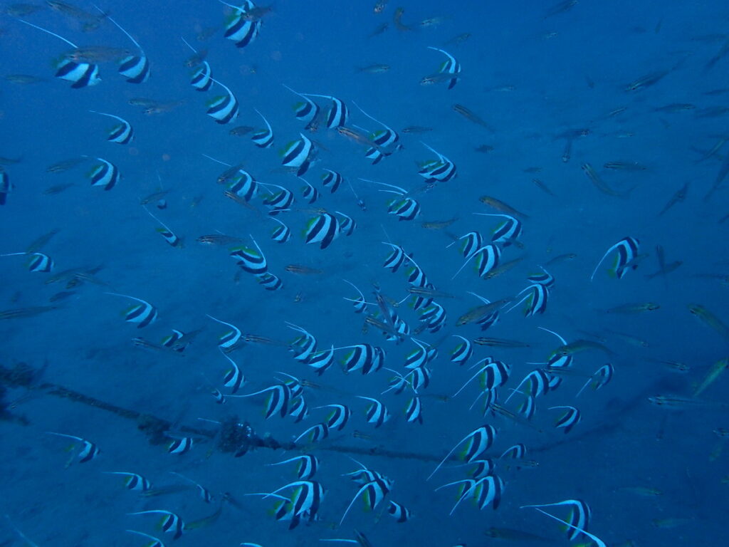 ムレハタタテダイ｜かっちゃま（房総）｜タコ根｜ダイビングプロショップ パル｜2026/01/25