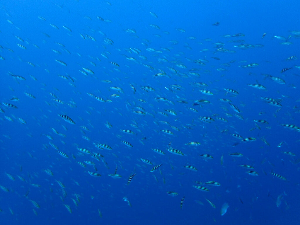 イサキの群れ｜かっちゃま（房総）｜タコ根｜ダイビングプロショップ パル｜2026/01/25