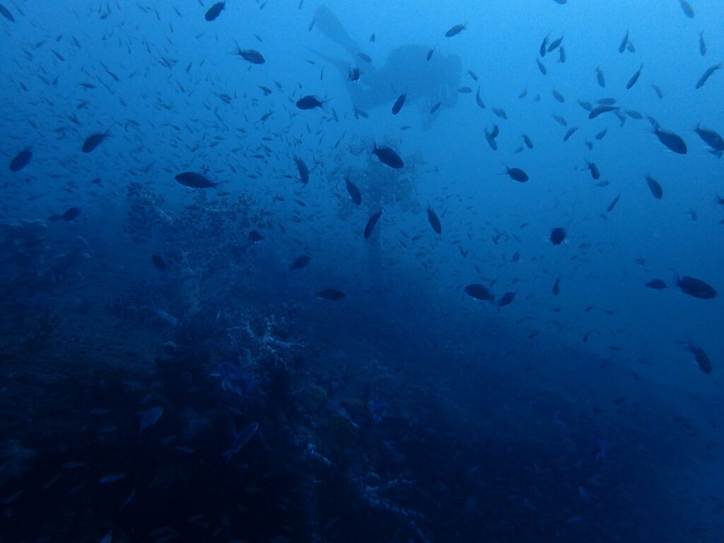 かっちゃま（房総）｜タコ根｜ダイビングプロショップ パル｜2026/01/25