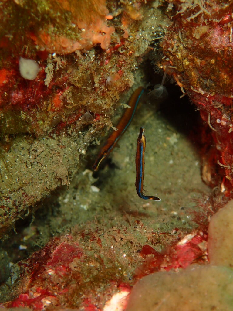 ノコギリヨウジ｜かっちゃま（房総）｜ノースエンド｜ダイビングプロショップ パル｜2026/02/15