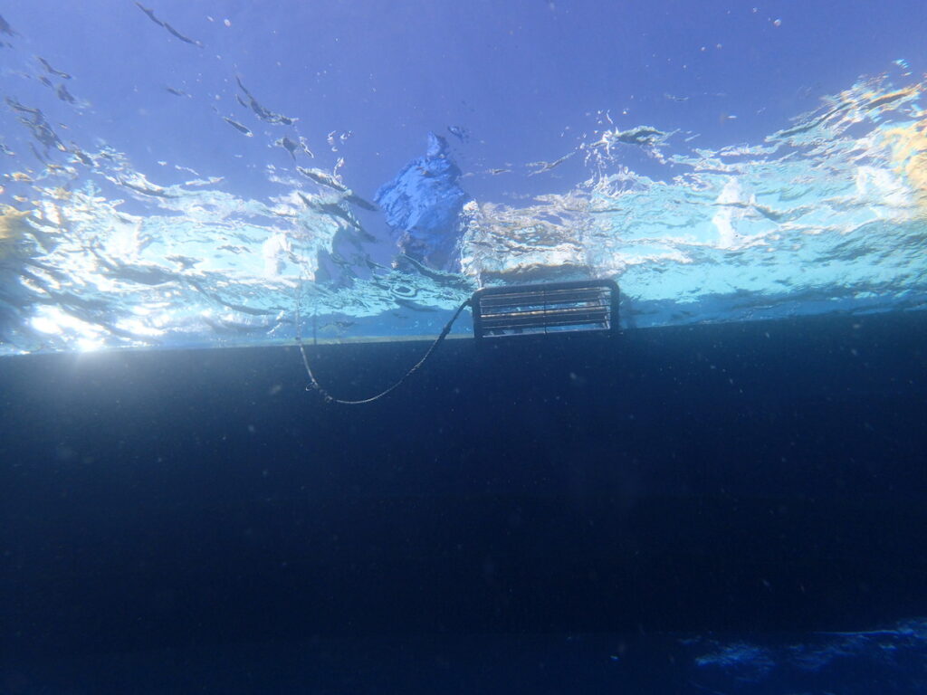 かっちゃま（房総）｜ダイビングプロショップ パル｜2026/01/25