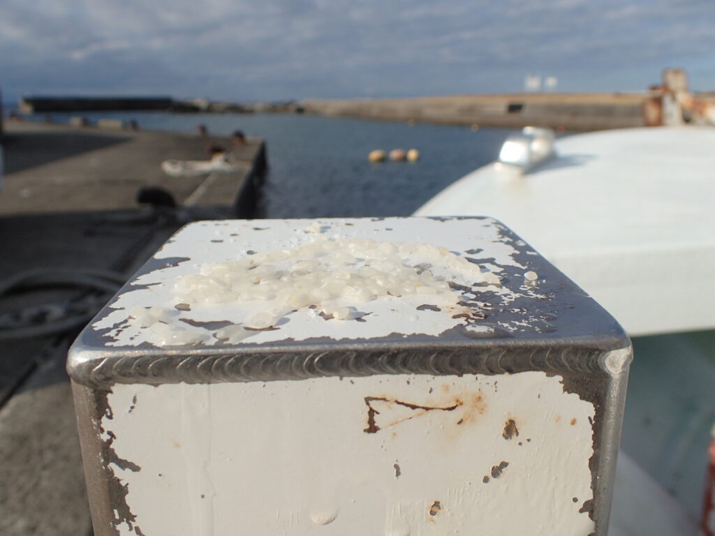 もり塩｜西川名（房総）でダイビング｜ダイビングプロショップ パル｜2026/01/01