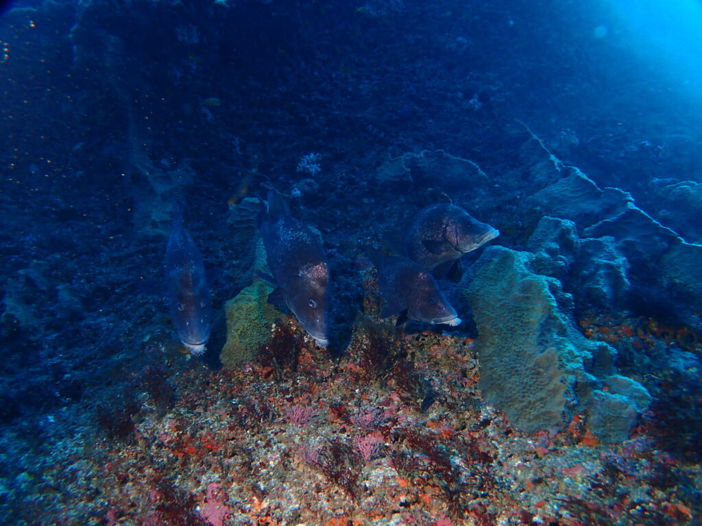 ヒゲダイ｜西川名（房総）でダイビング｜ダイビングプロショップ パル｜2026/01/01