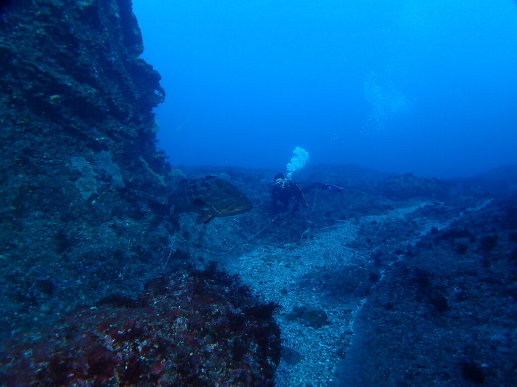 モロコ｜西川名（房総）でダイビング｜ダイビングプロショップ パル｜2026/01/01