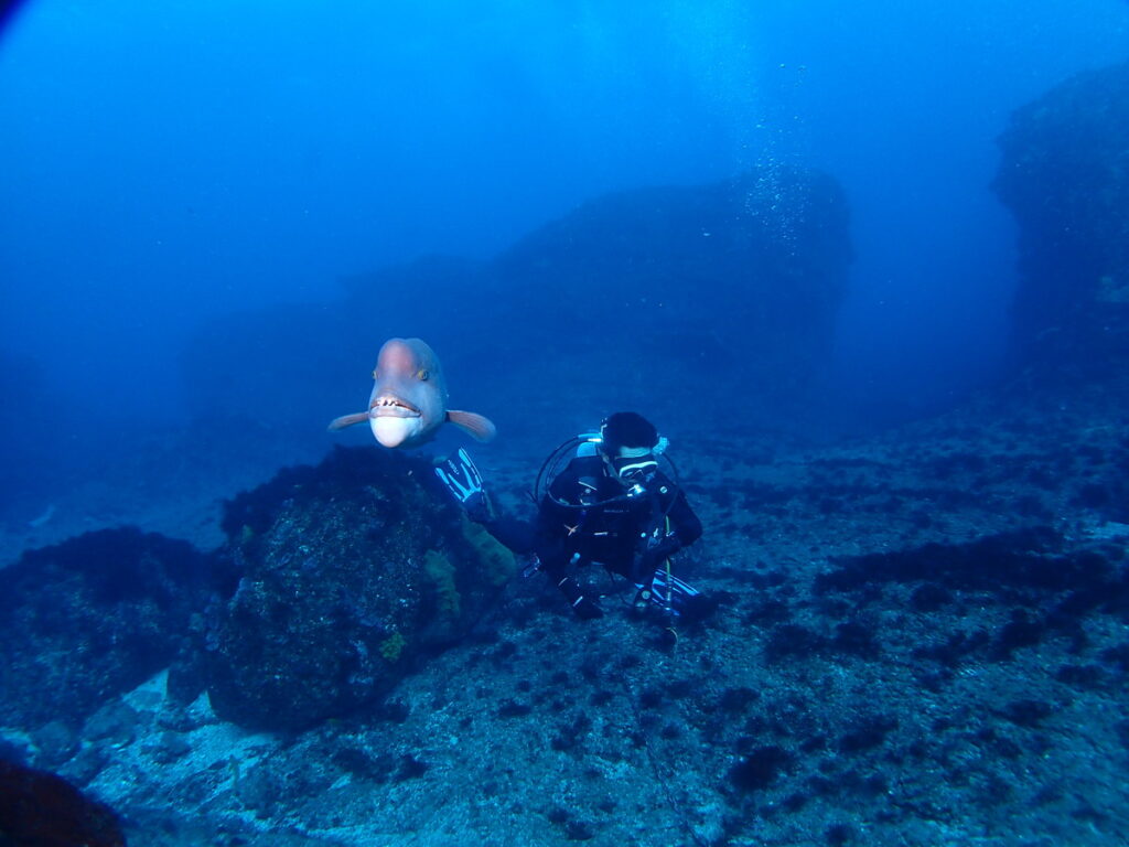 コブダイ｜西川名（房総）でダイビング｜ダイビングプロショップ パル｜2026/01/01