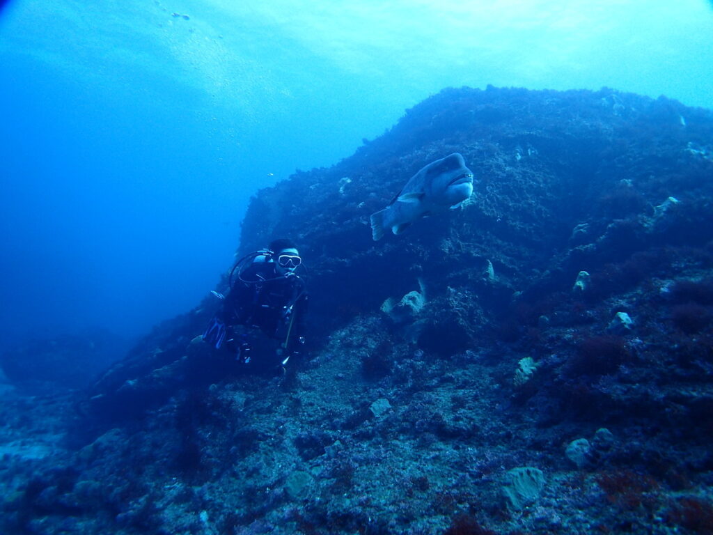 コブダイ｜西川名（房総）でダイビング｜ダイビングプロショップ パル｜2026/01/01