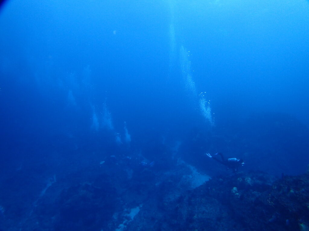 抜群の透明度｜西川名（房総）でダイビング｜ダイビングプロショップ パル｜