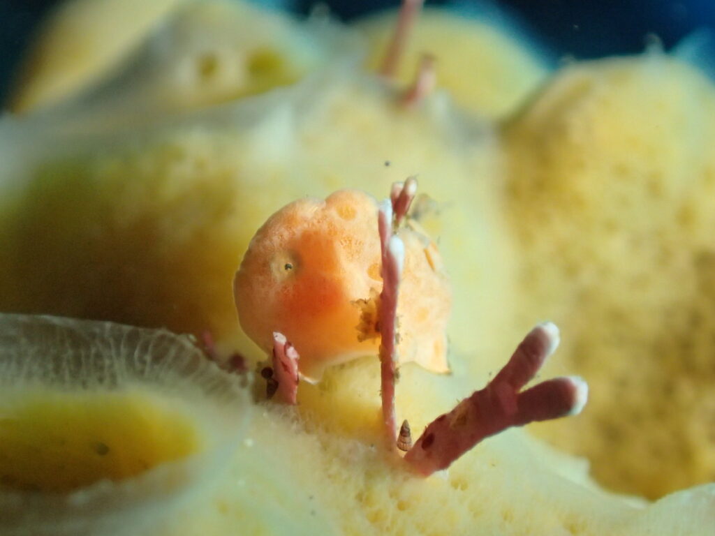 オオモンカエルアンコウ｜西川名（房総）でダイビング｜ダイビングプロショップ パル｜