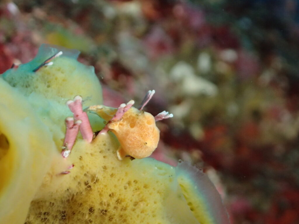 オオモンカエルアンコウ｜西川名（房総）でダイビング｜ダイビングプロショップ パル｜2026/01/01