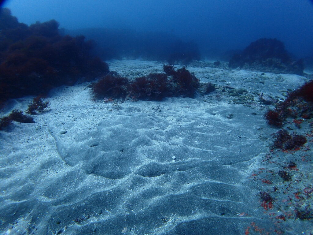 ツバクロエイ｜西川名（房総）でダイビング｜ダイビングプロショップ パル｜2026/01/01