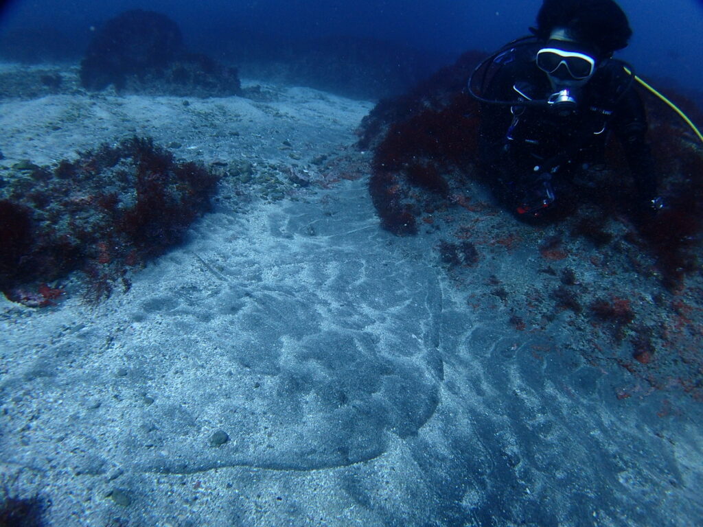 ツバクロエイ｜西川名（房総）でダイビング｜ダイビングプロショップ パル｜2026/01/01