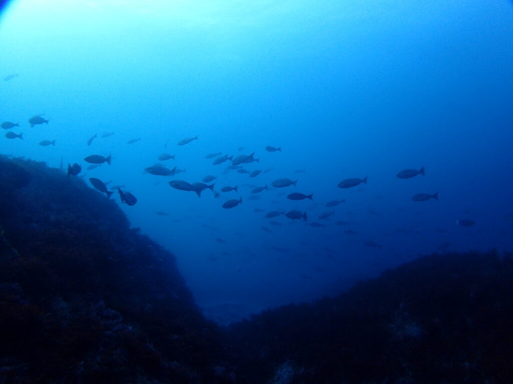 イサキの群れ｜西川名（房総）でダイビング｜ダイビングプロショップ パル｜2026/01/01