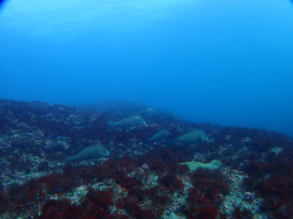 コロダイ｜西川名（房総）でダイビング｜ダイビングプロショップ パル｜2026/01/01