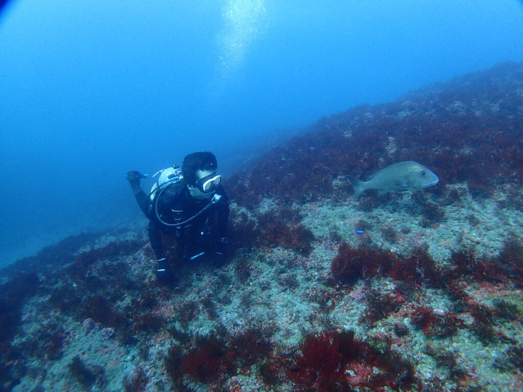 コロダイ｜西川名（房総）でダイビング｜ダイビングプロショップ パル｜2026/01/01