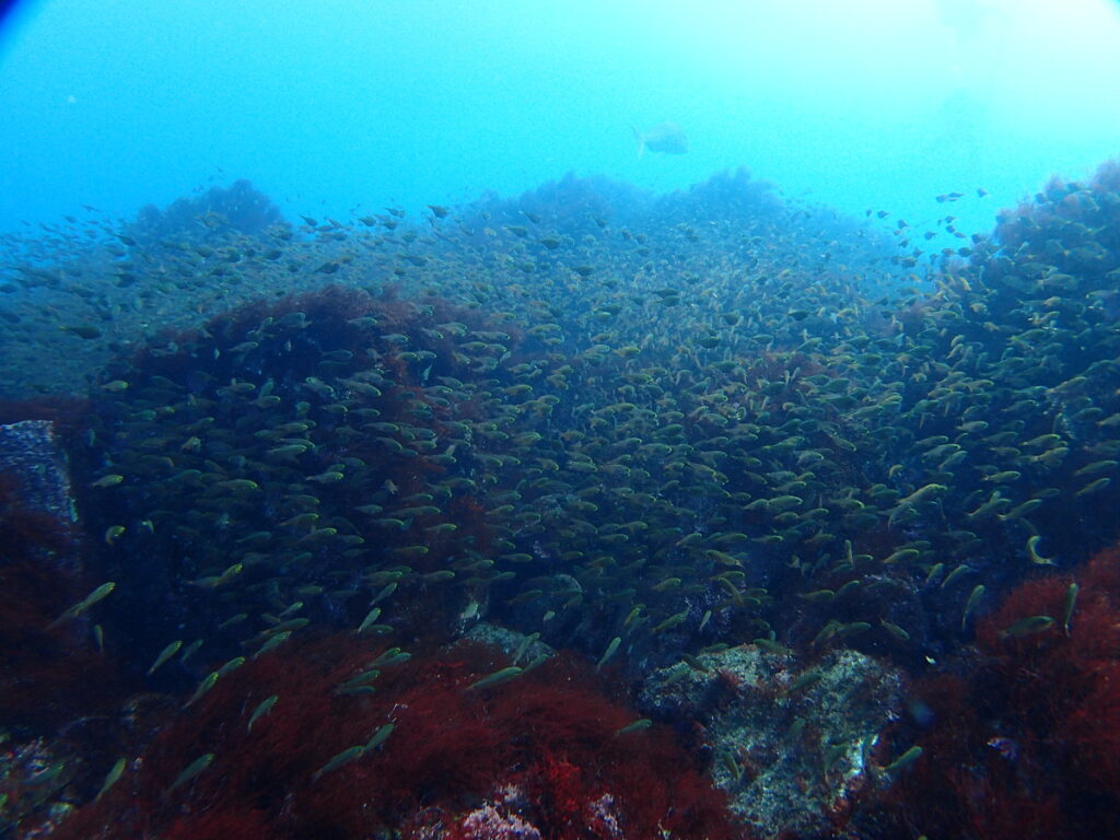 キンメモドキの群れ｜西川名（房総）でダイビング｜ダイビングプロショップ パル｜2026/01/01