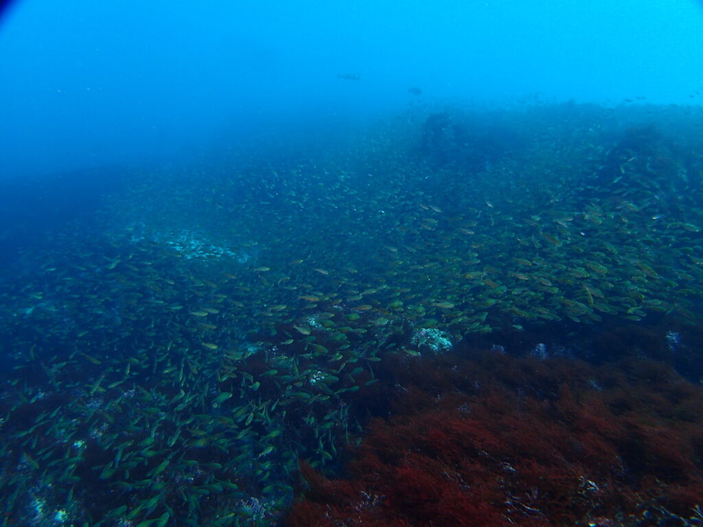 キンメモドキの群れ｜西川名（房総）でダイビング｜ダイビングプロショップ パル｜2026/01/01