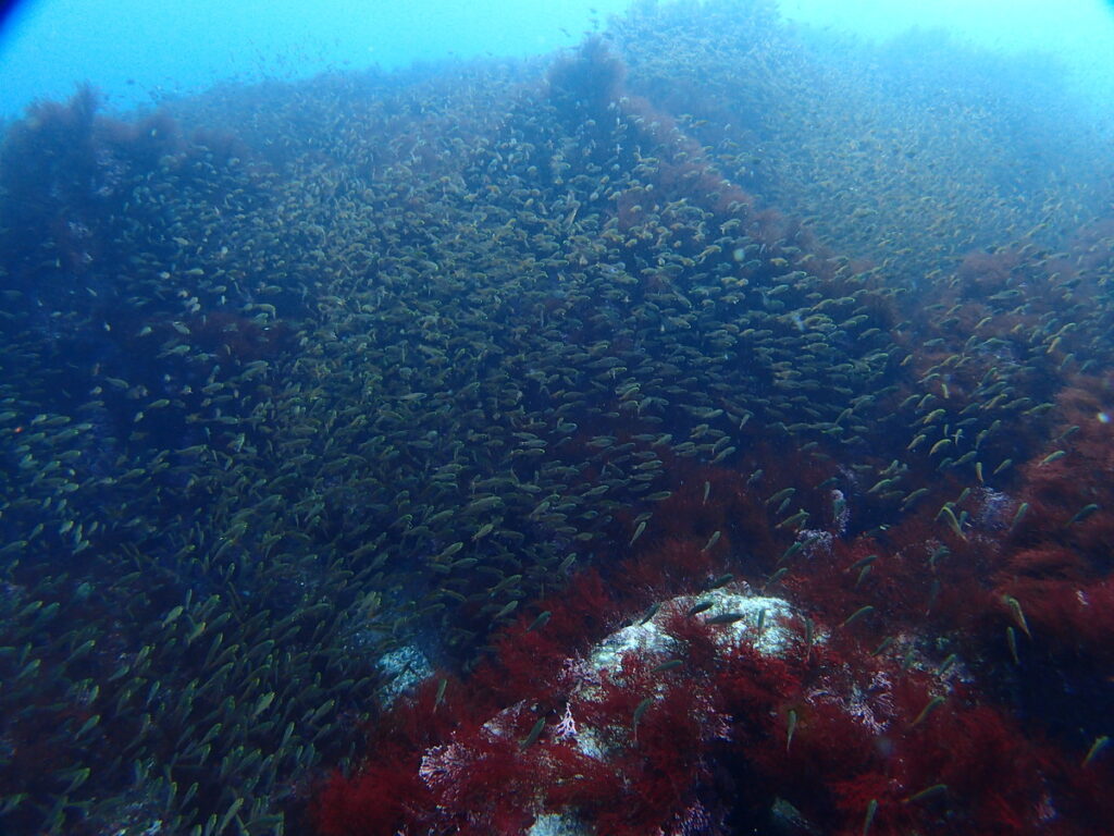 キンメモドキの群れ｜西川名（房総）でダイビング｜ダイビングプロショップ パル｜2026/01/01
