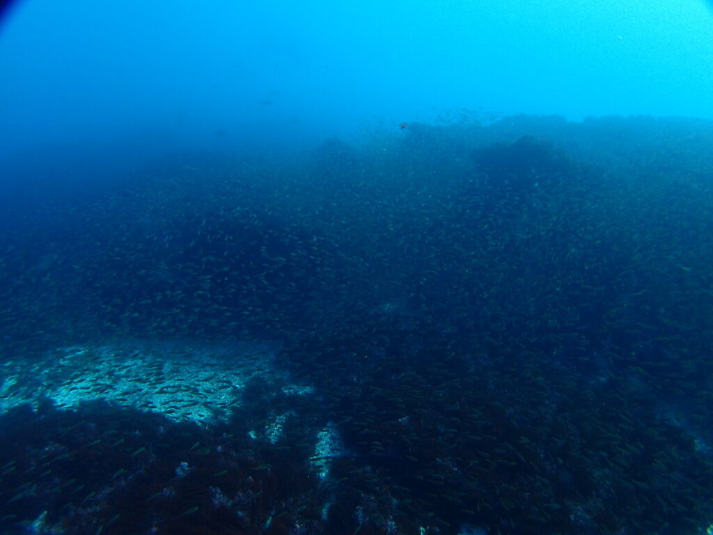 キンメモドキの群れ｜西川名（房総）でダイビング｜ダイビングプロショップ パル｜2026/01/01