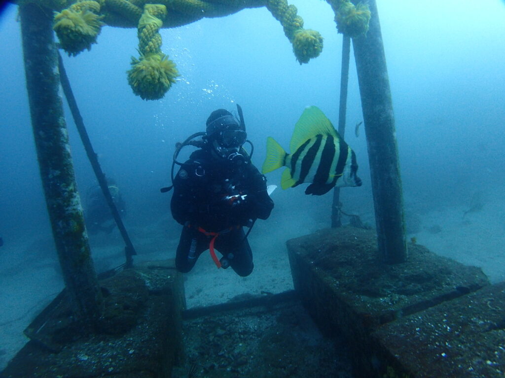 海中初詣｜波左間海中公園（房総）でダイビング｜ダイビングプロショップ パル｜2026/01/02