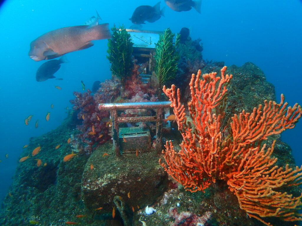 海中神社｜波左間海中公園（房総）でダイビング｜ダイビングプロショップ パル｜2026/01/02