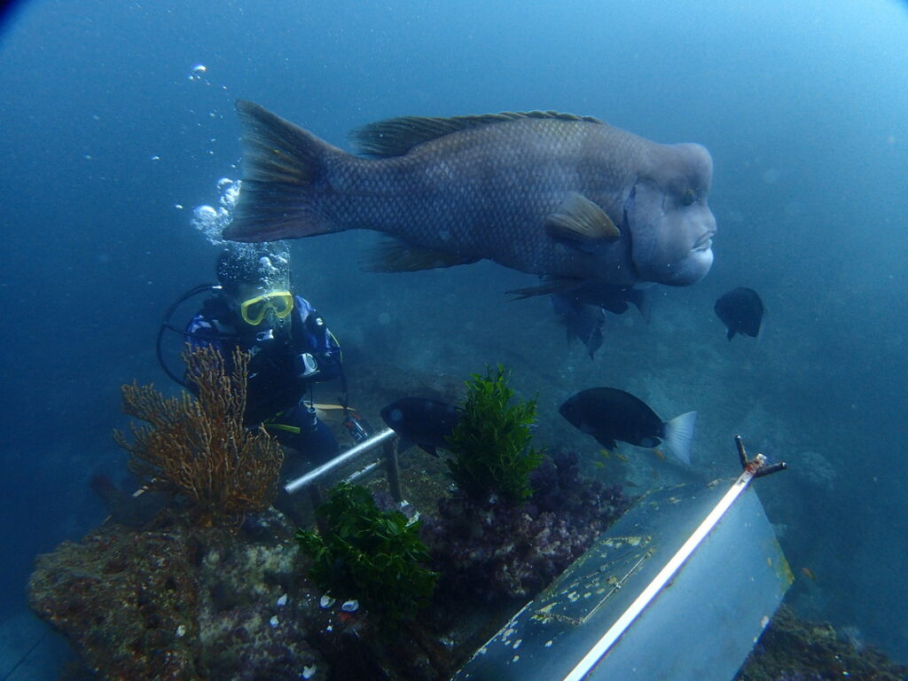 海中初詣｜波左間海中公園（房総）でダイビング｜ダイビングプロショップ パル｜2026/01/02