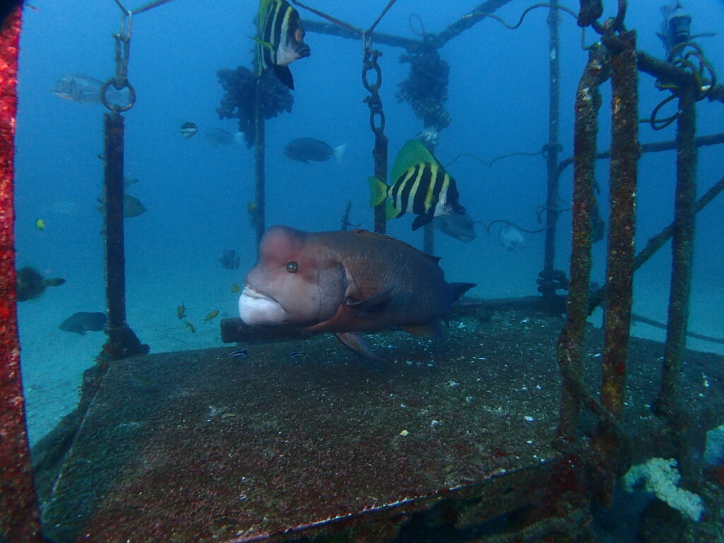 コブダイとテングダイ｜波左間海中公園（房総）でダイビング｜ダイビングプロショップ パル｜2026/01/02