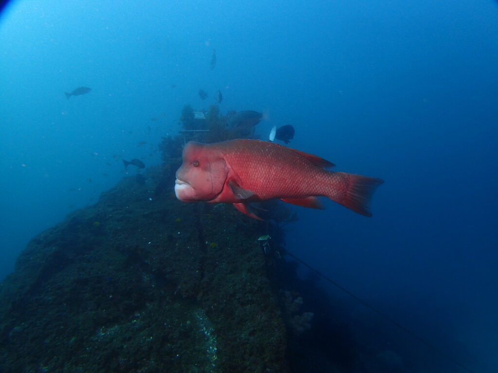 コブダイ｜波左間海中公園（房総）でダイビング｜ダイビングプロショップ パル｜2026/01/02
