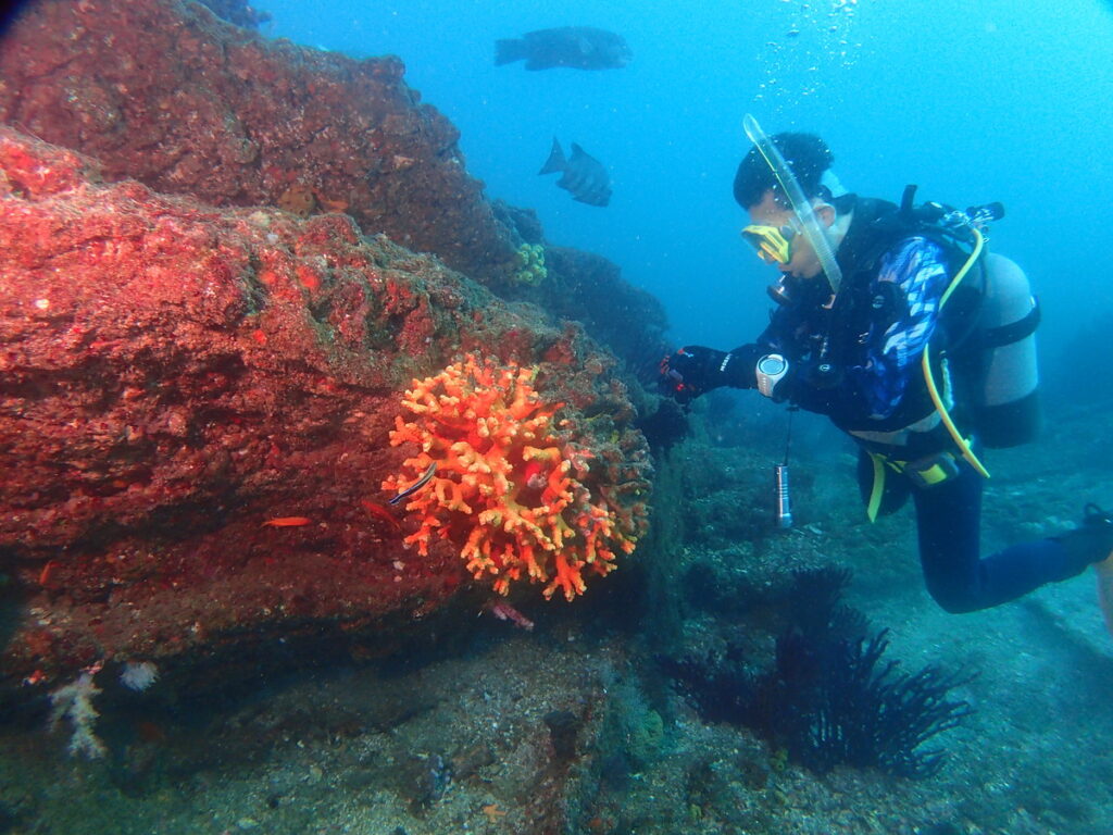オノミシキサンゴ｜波左間海中公園（房総）でダイビング｜ダイビングプロショップ パル｜2026/01/02