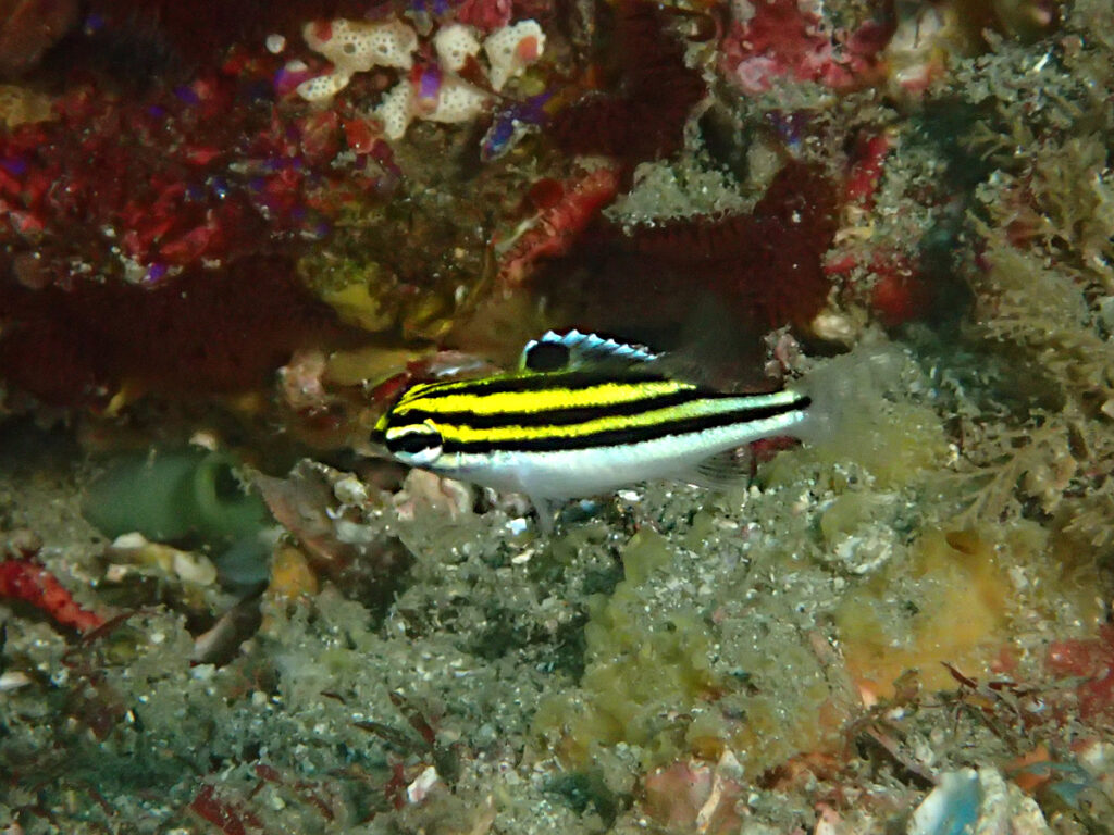 フタスジタマガシラ｜波左間海中公園（房総）でダイビング｜ダイビングプロショップ パル｜2026/01/02