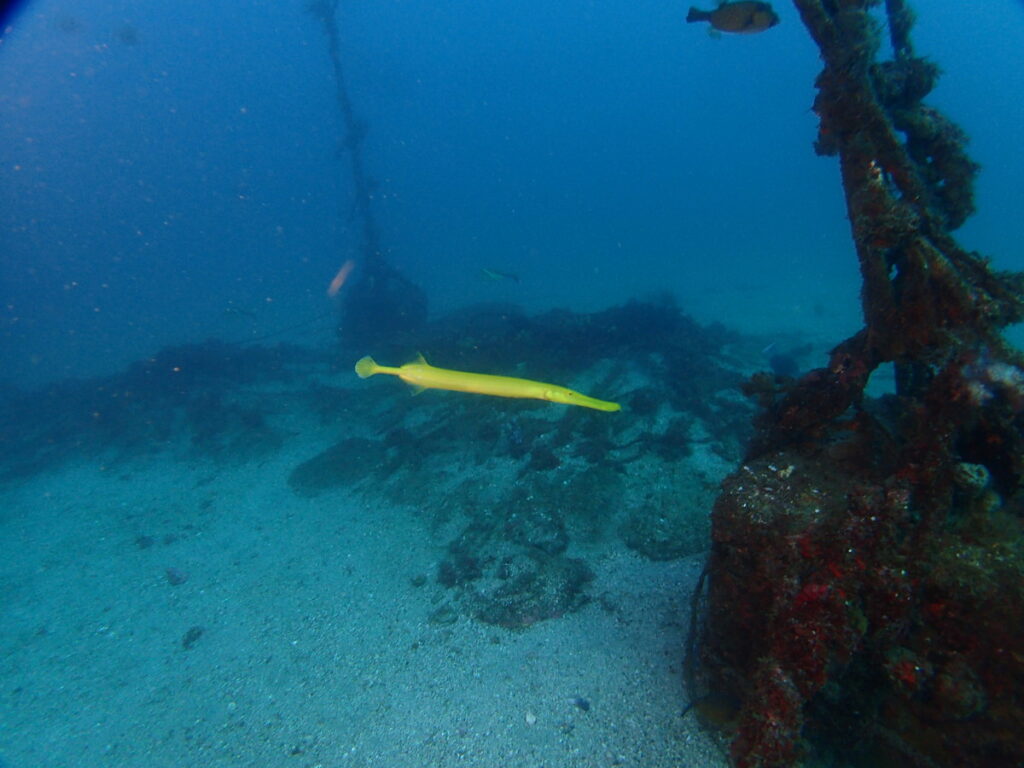 ヘラヤガラ｜波左間海中公園（房総）でダイビング｜ダイビングプロショップ パル｜2026/01/02