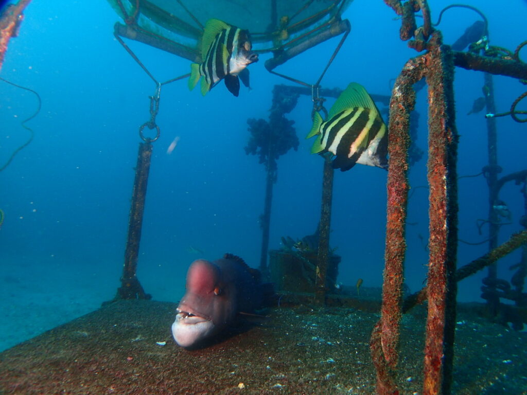 コブダイとテングダイ｜波左間海中公園（房総）でダイビング｜ダイビングプロショップ パル｜2026/01/02