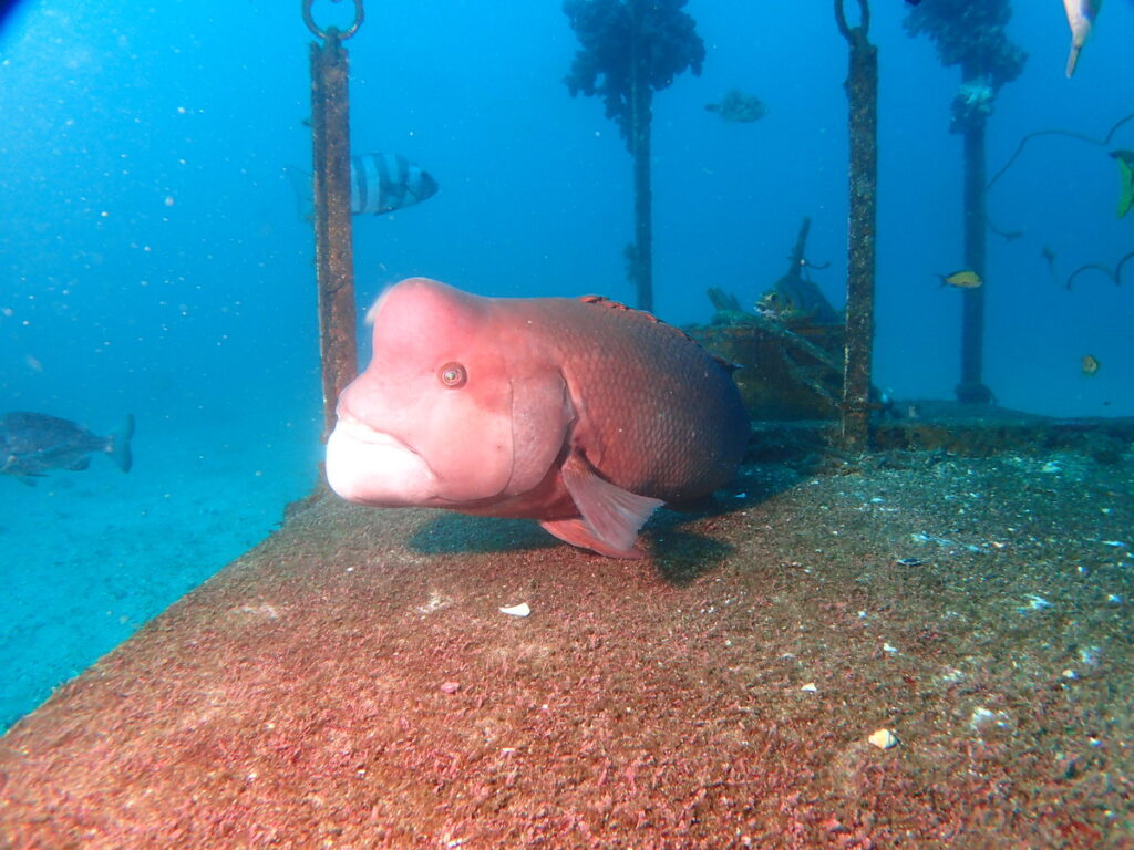 コブダイ｜波左間海中公園（房総）でダイビング｜ダイビングプロショップ パル｜2026/01/02