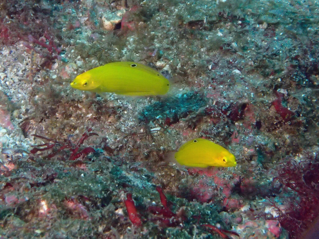 コガネキュウセン｜波左間海中公園（房総）でダイビング｜ダイビングプロショップ パル｜2026/01/02