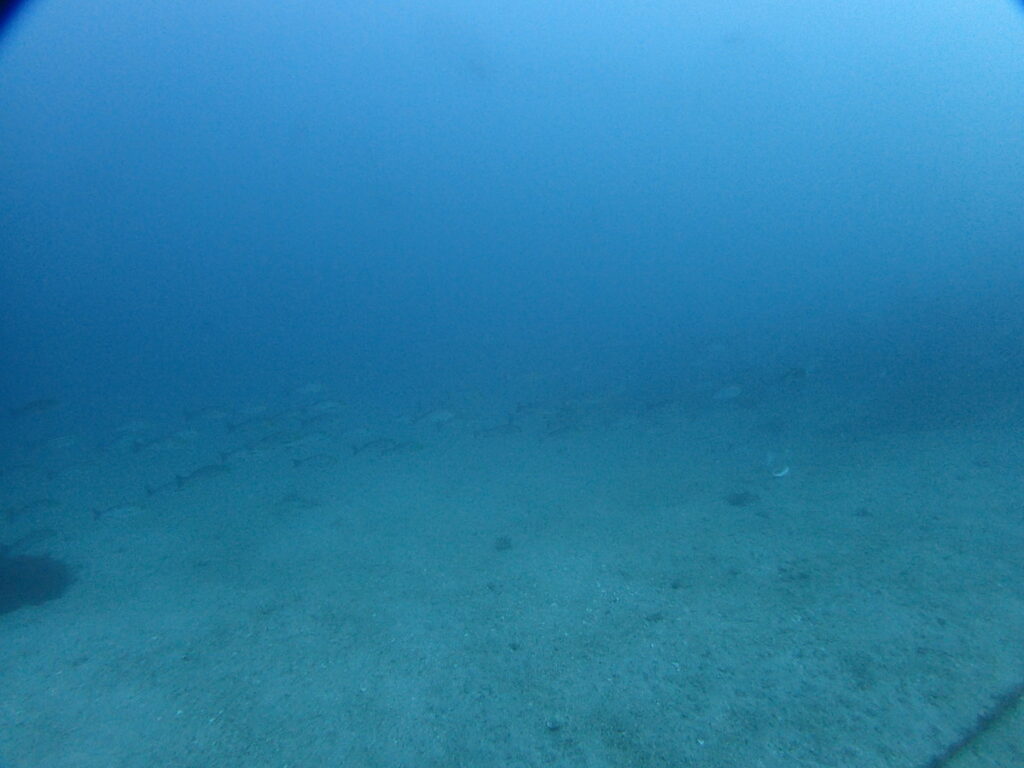 イサキの群れ｜波左間海中公園（房総）でダイビング｜ダイビングプロショップ パル｜2026/01/02